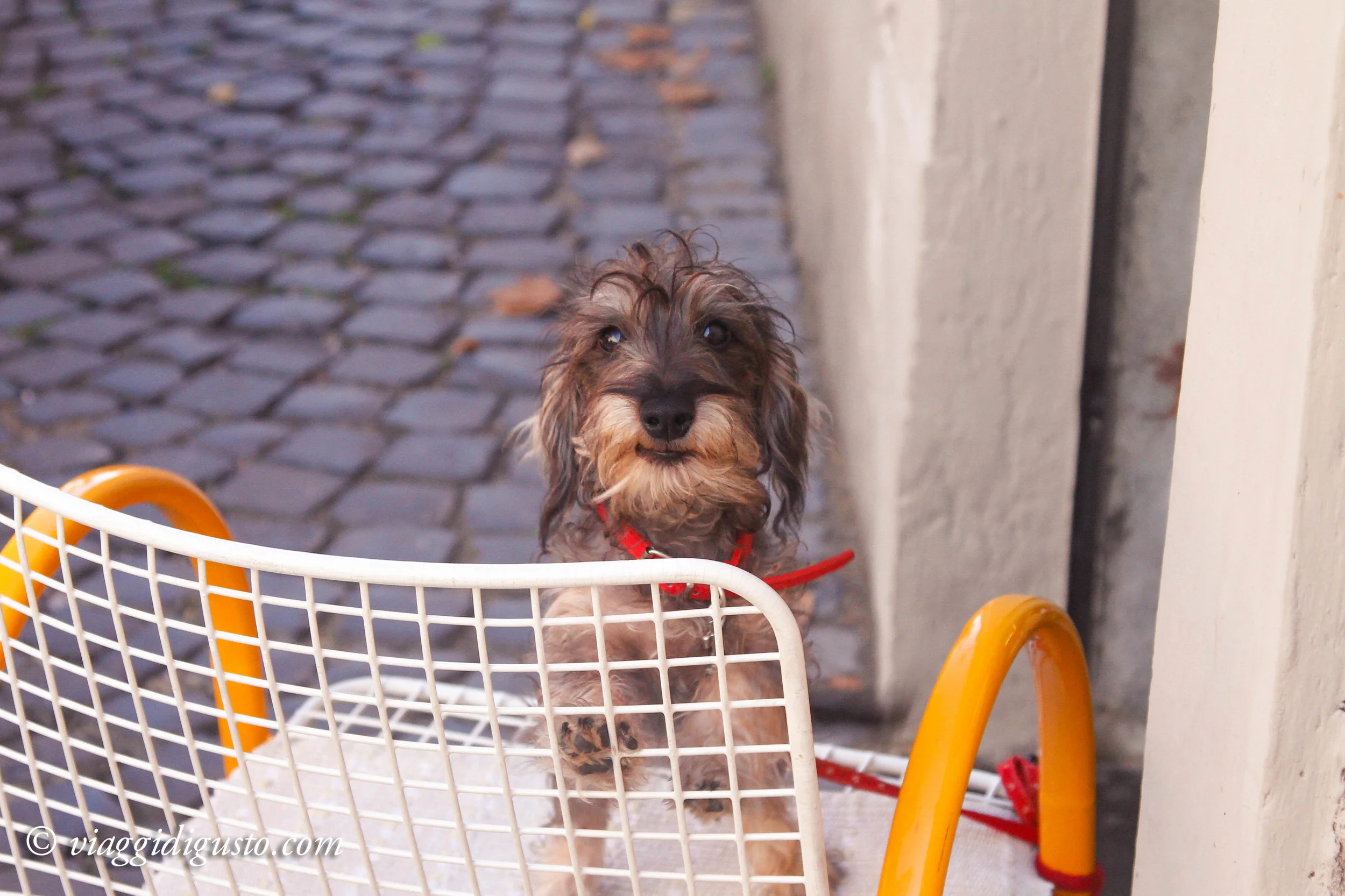 dogs-2.jpg