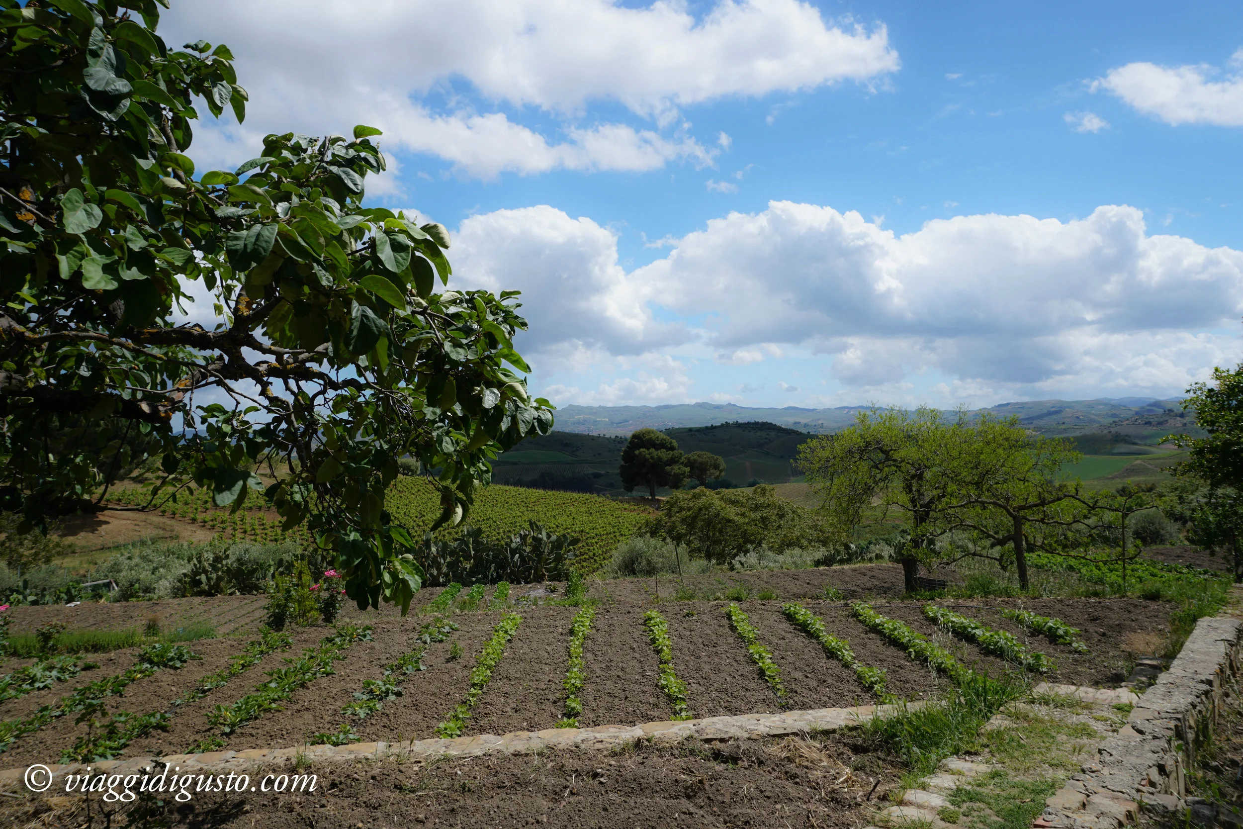 wine-9.jpg