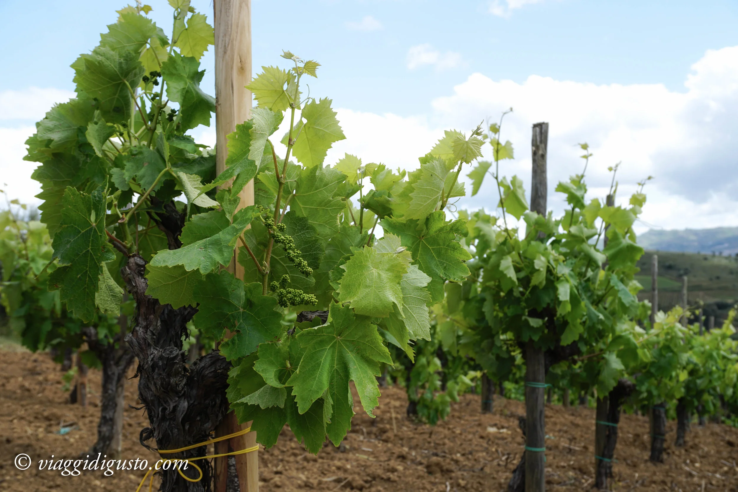 wine-10.jpg