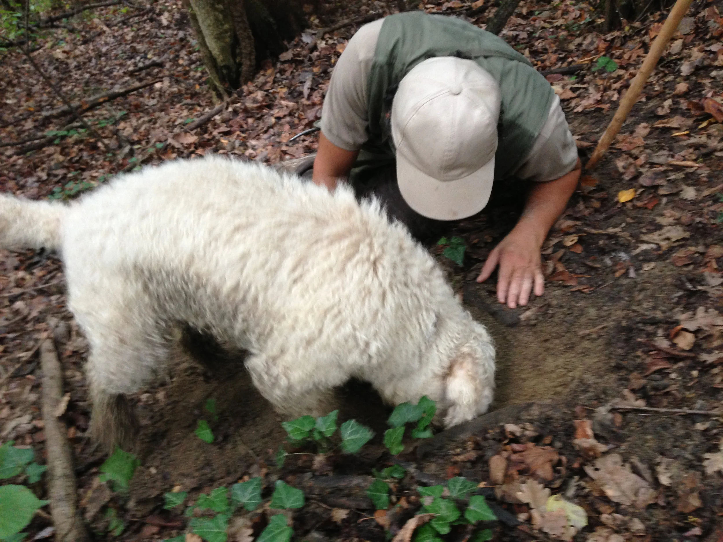 trufflehunt_20120993_242.jpg