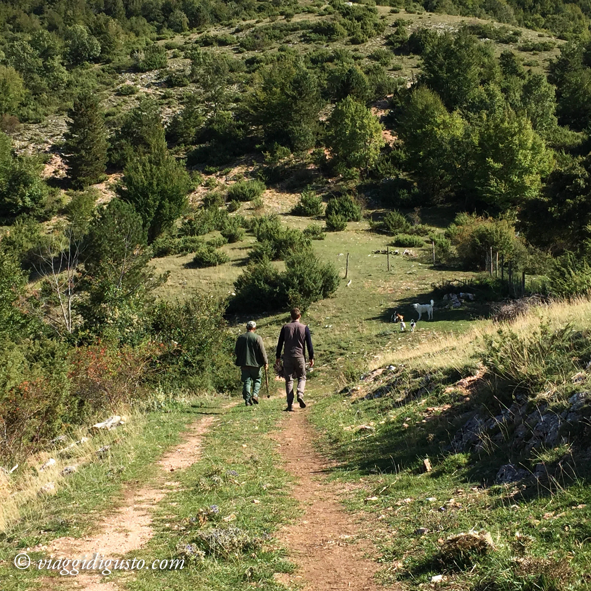 truffle hunt umbria.jpg