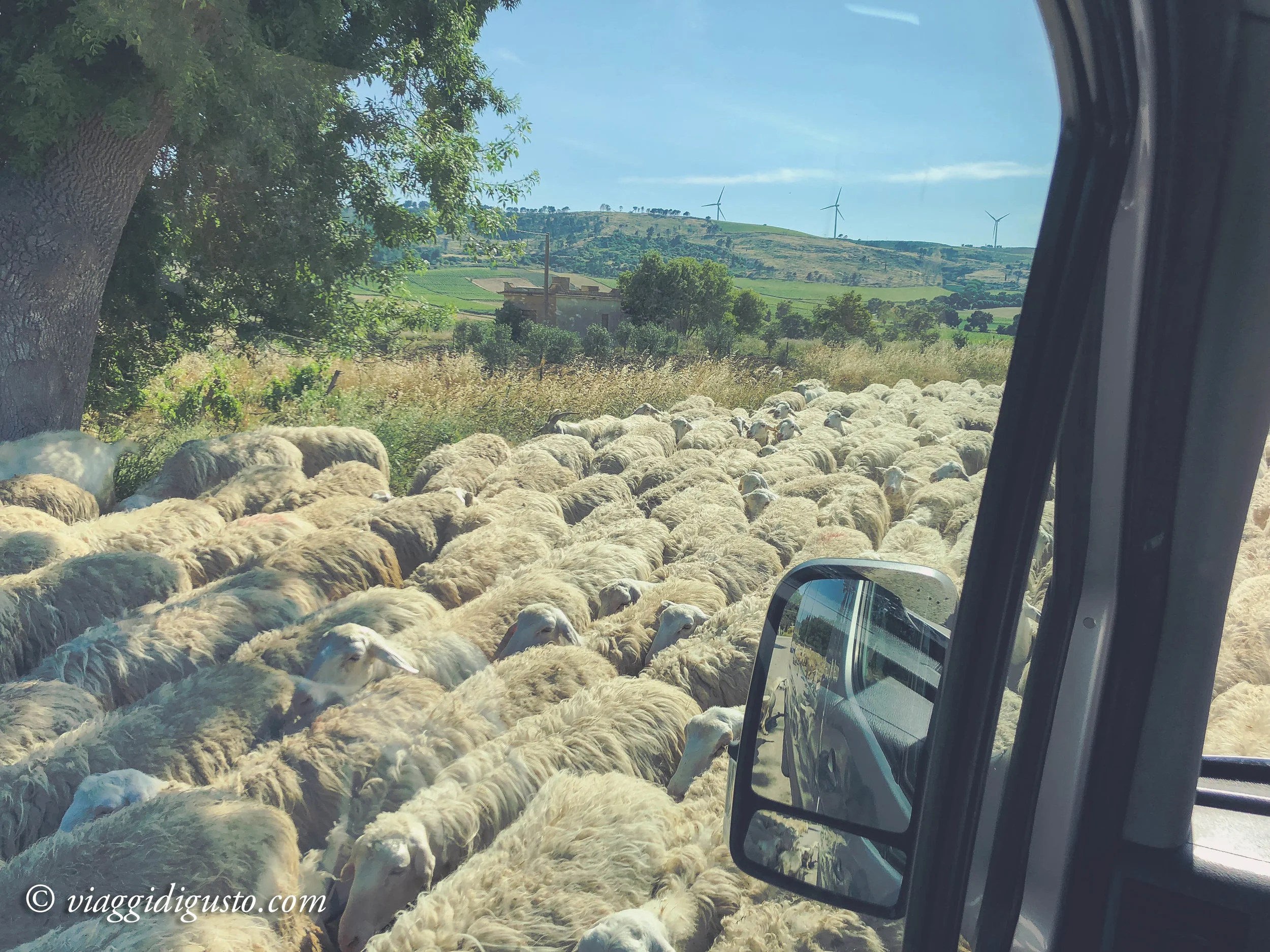 Rush hour, Sicilian countryside.