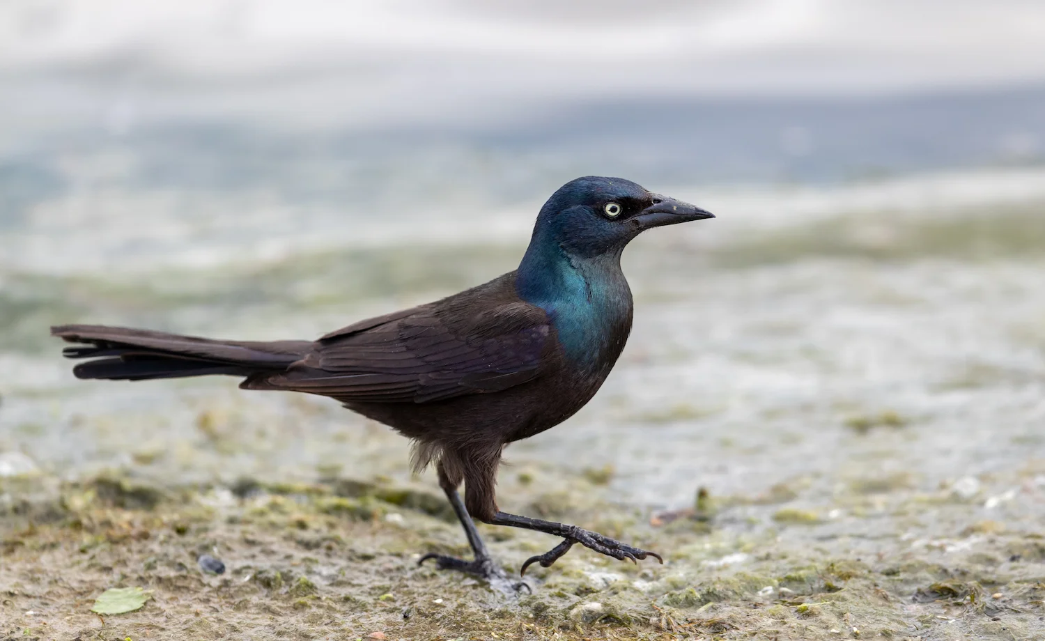 Common Grackle