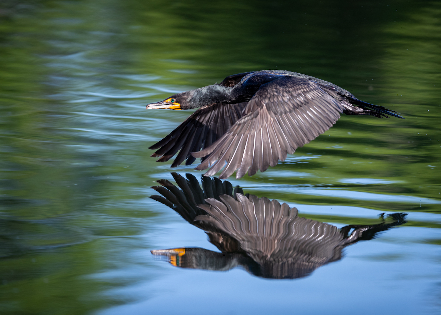 Cormorant_PeterFinney_c2019_67I3578-2.jpg