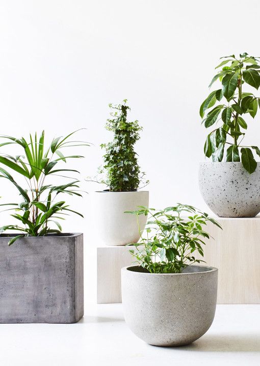 desk plants 1.jpg