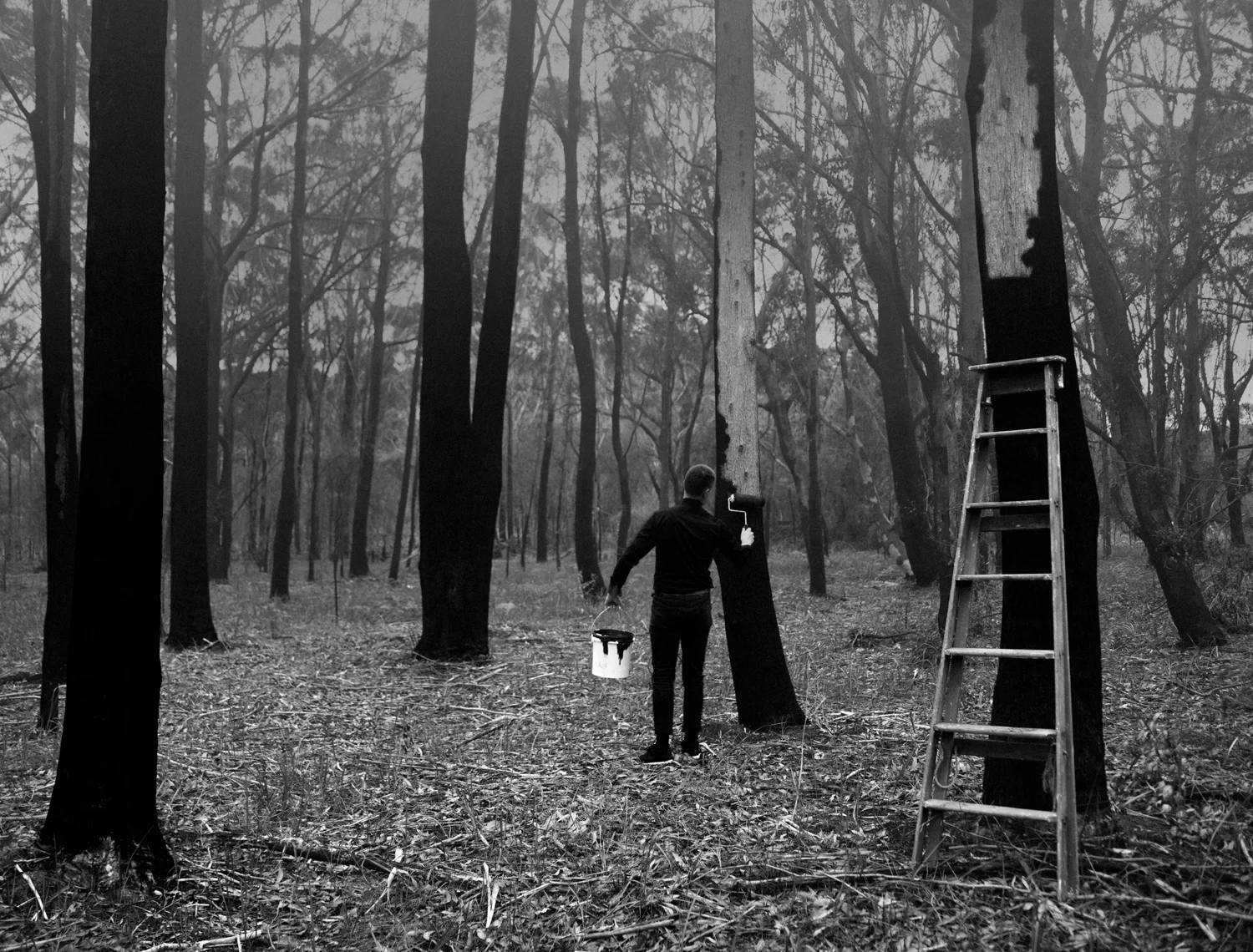 H_This forest_Web.jpg