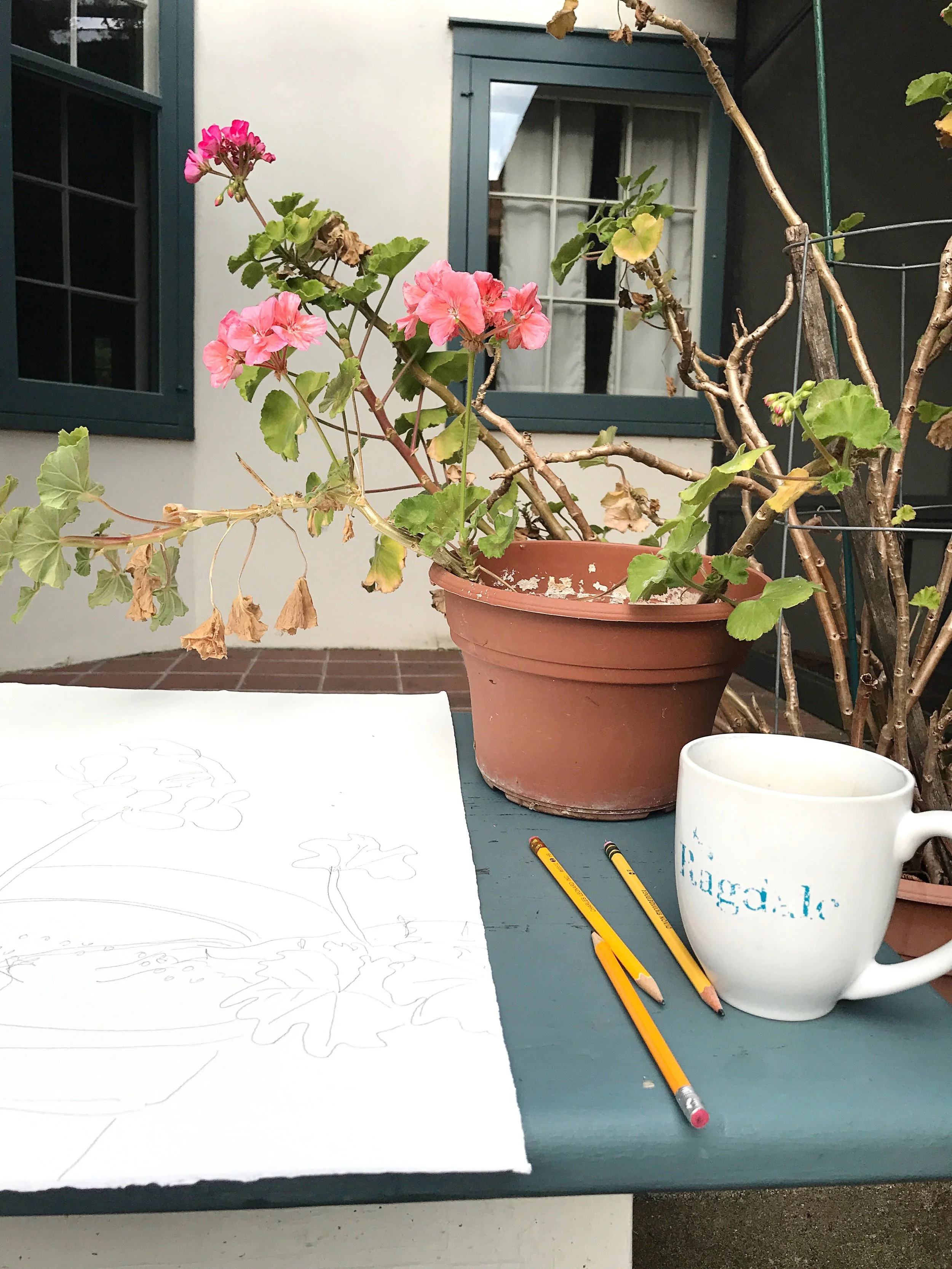 Sketching one of the many, many geraniums at the main house.