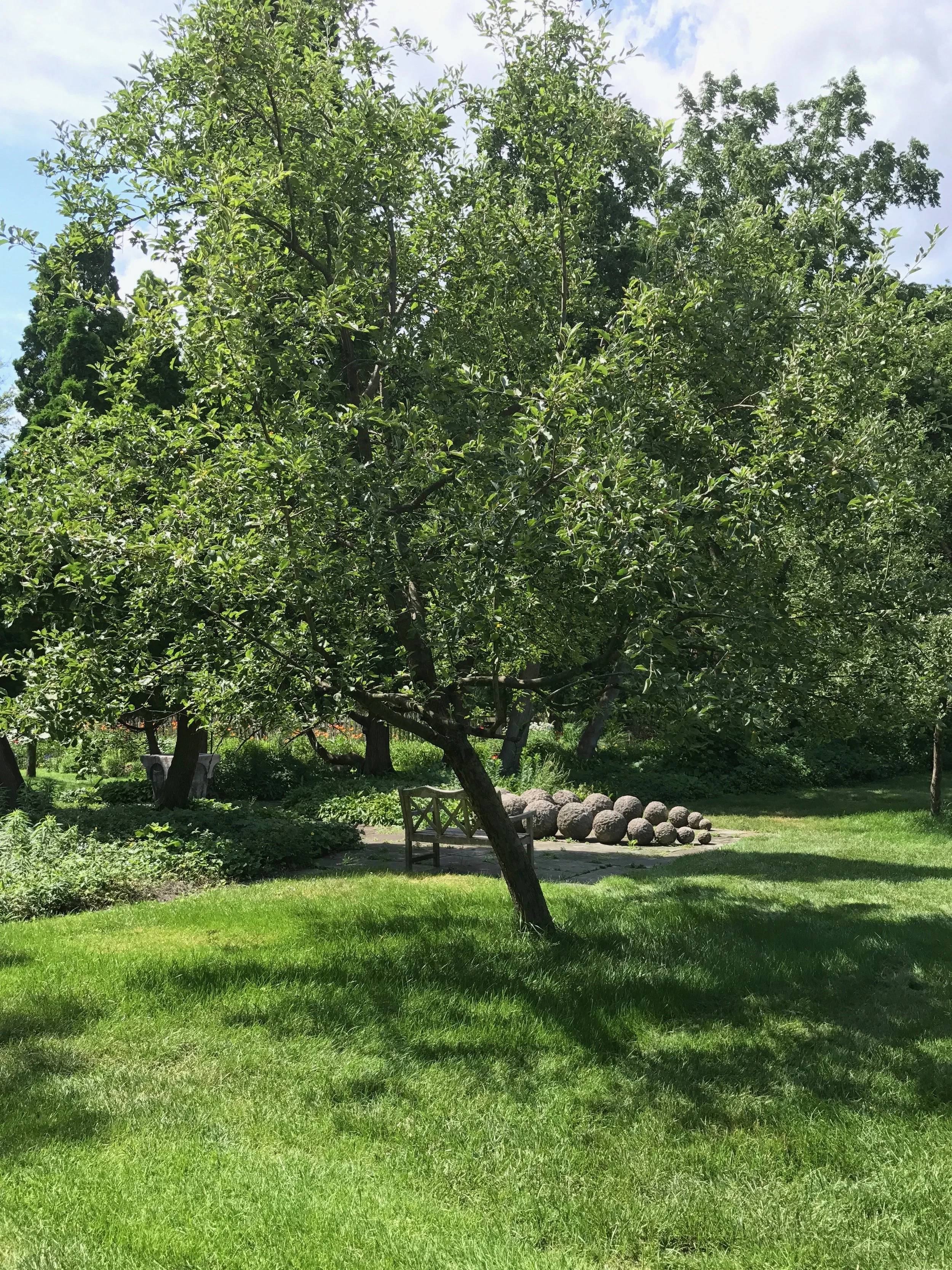 An apple tree outside my studio.