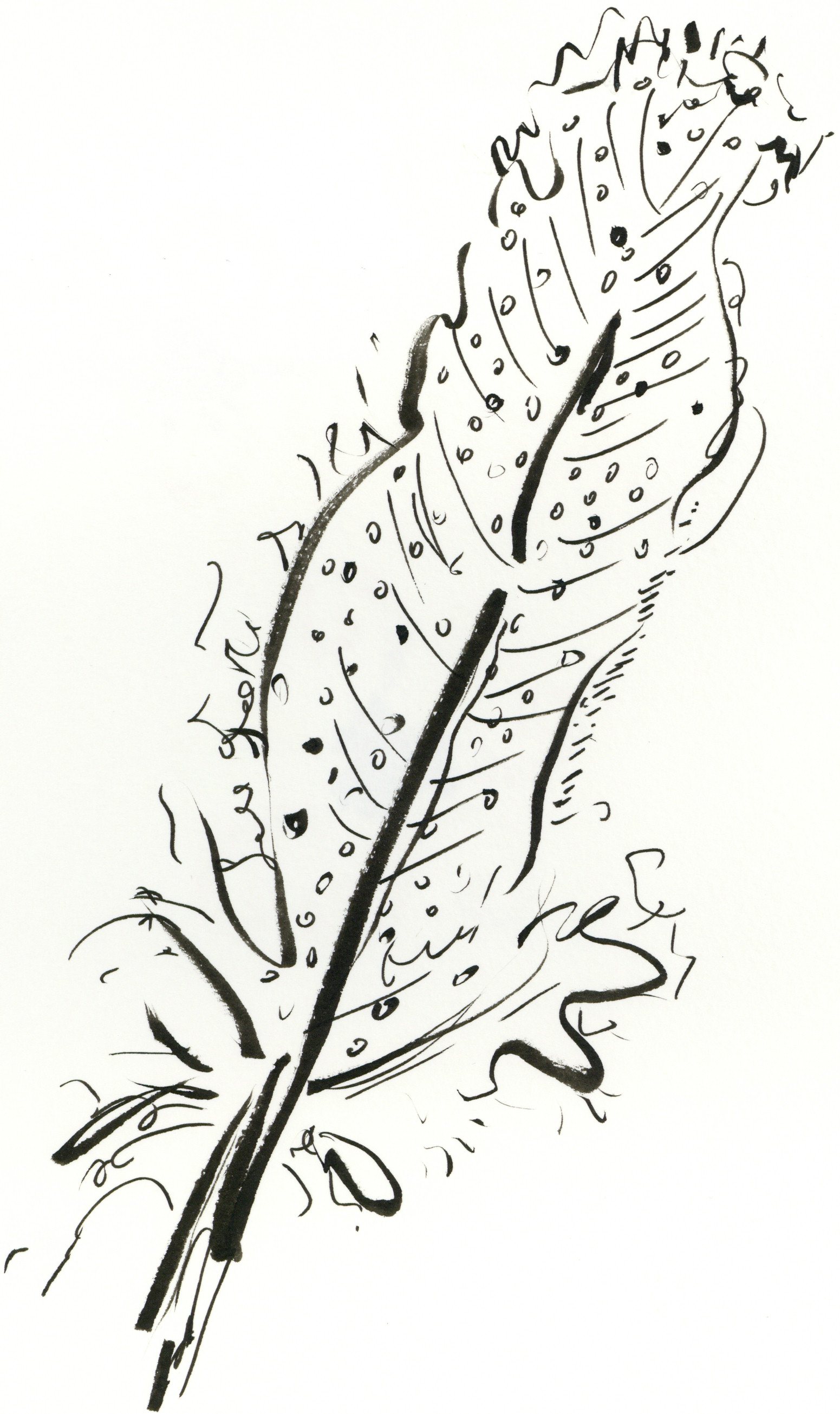 kate lewis art.feather sketch.JPG