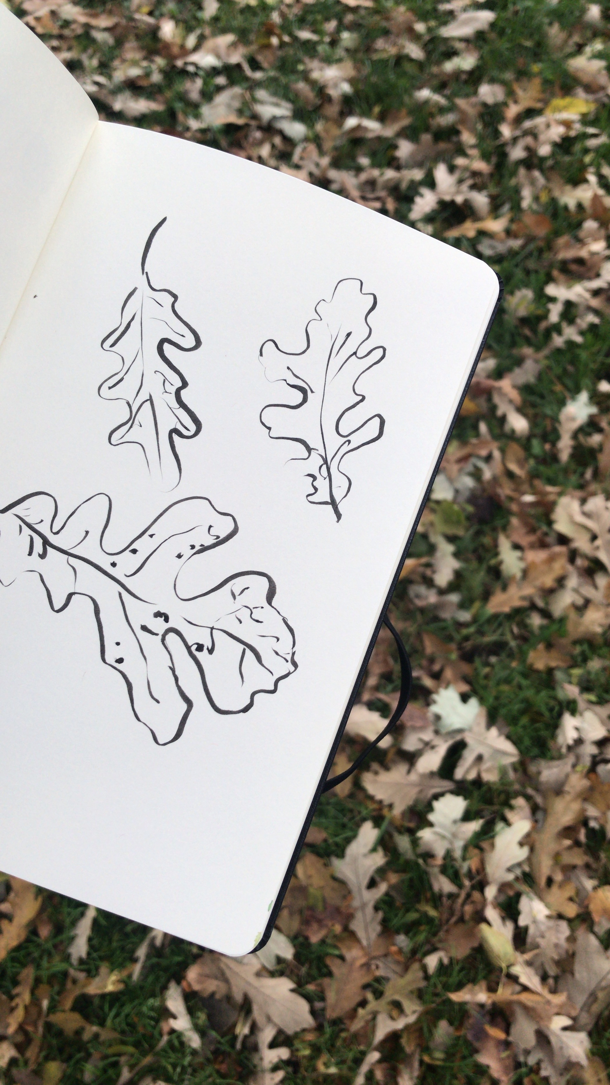 kate lewis art.fall leaves drawing.JPG