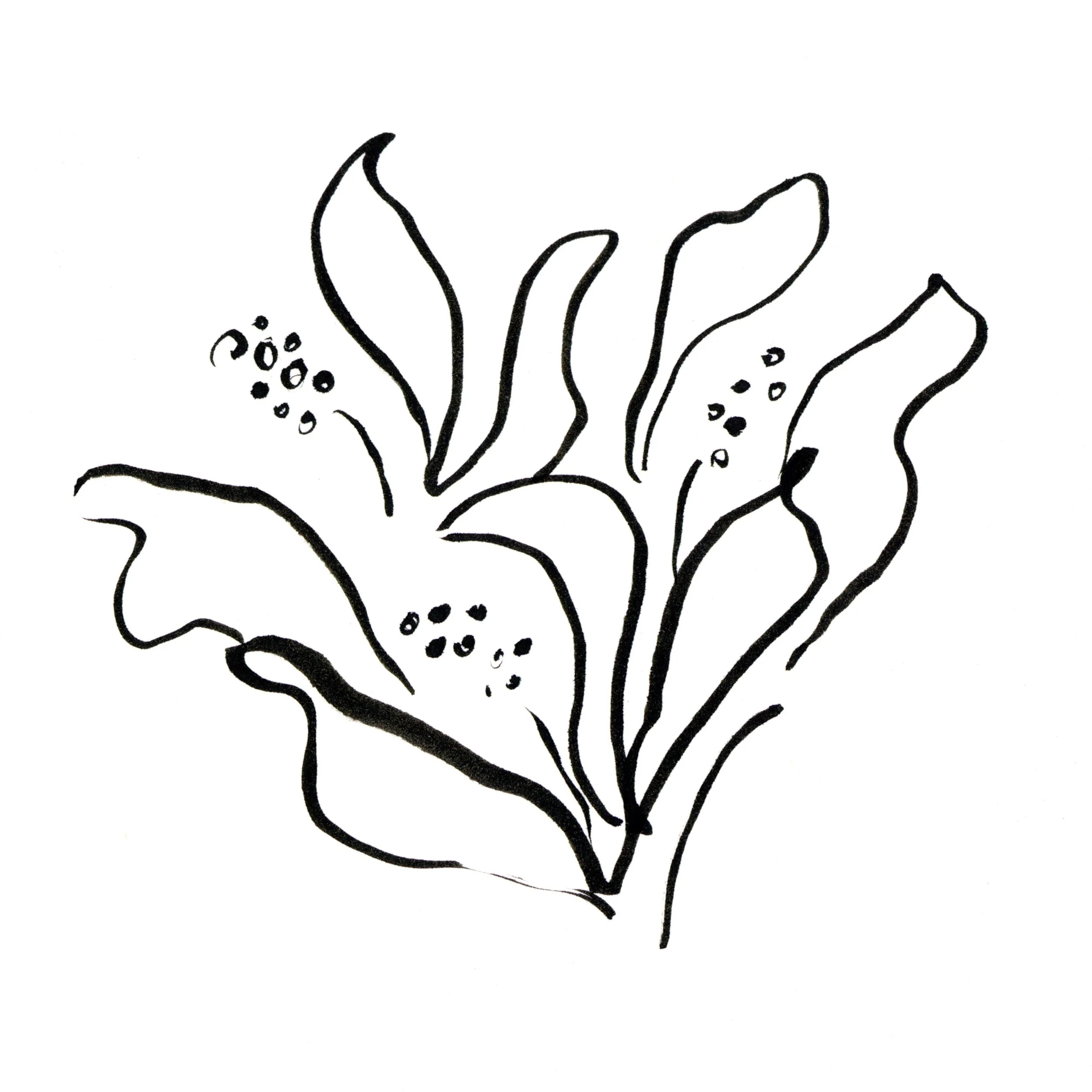 Lily of the Valley.jpg