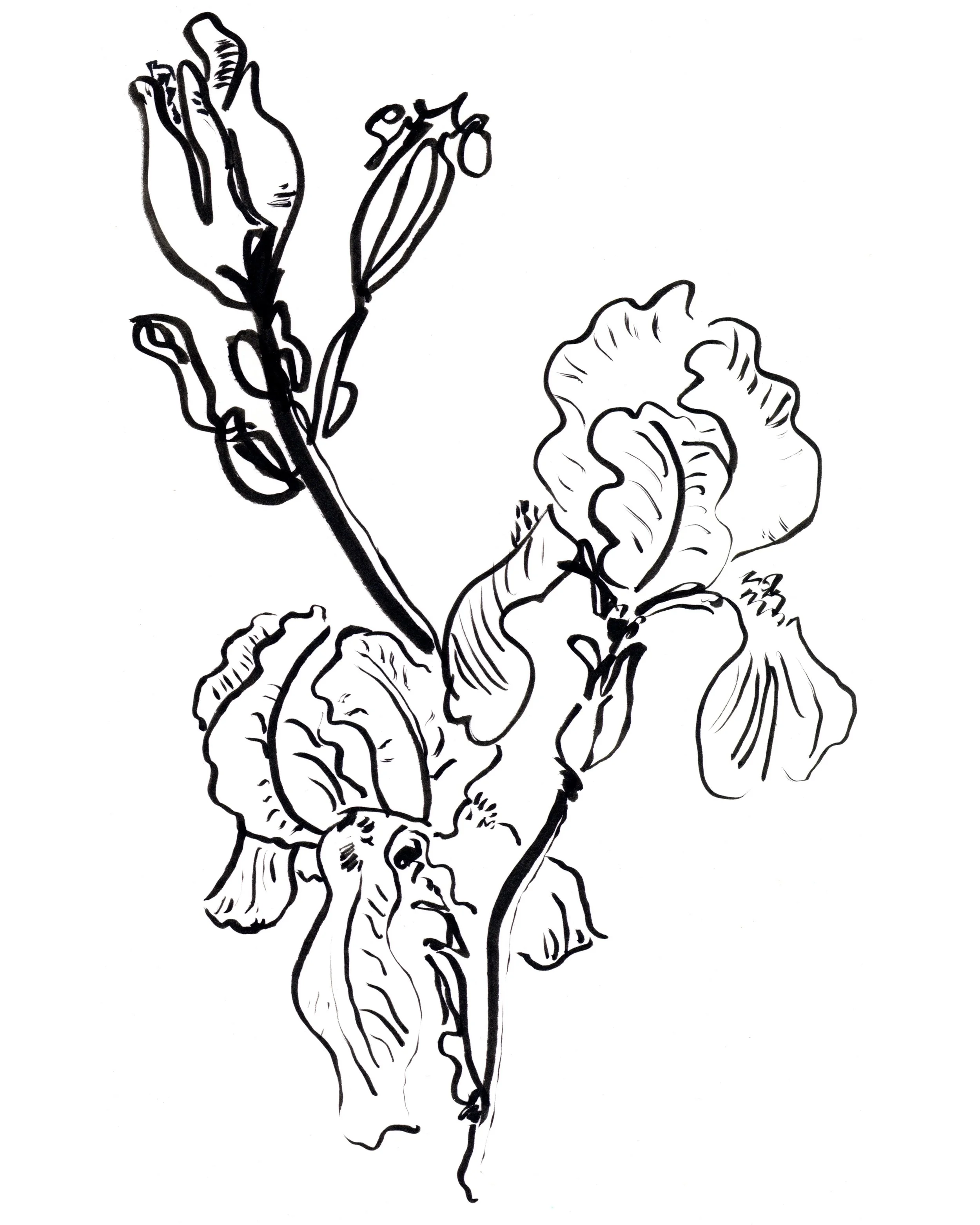 Iris.kate lewis art.jpg
