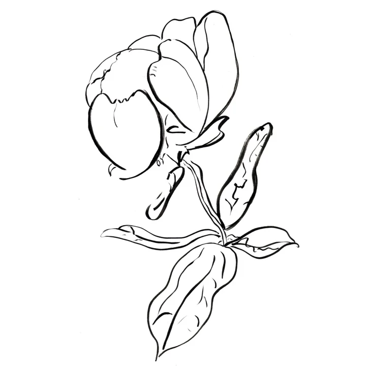 Hello Peonie.web image.jpg
