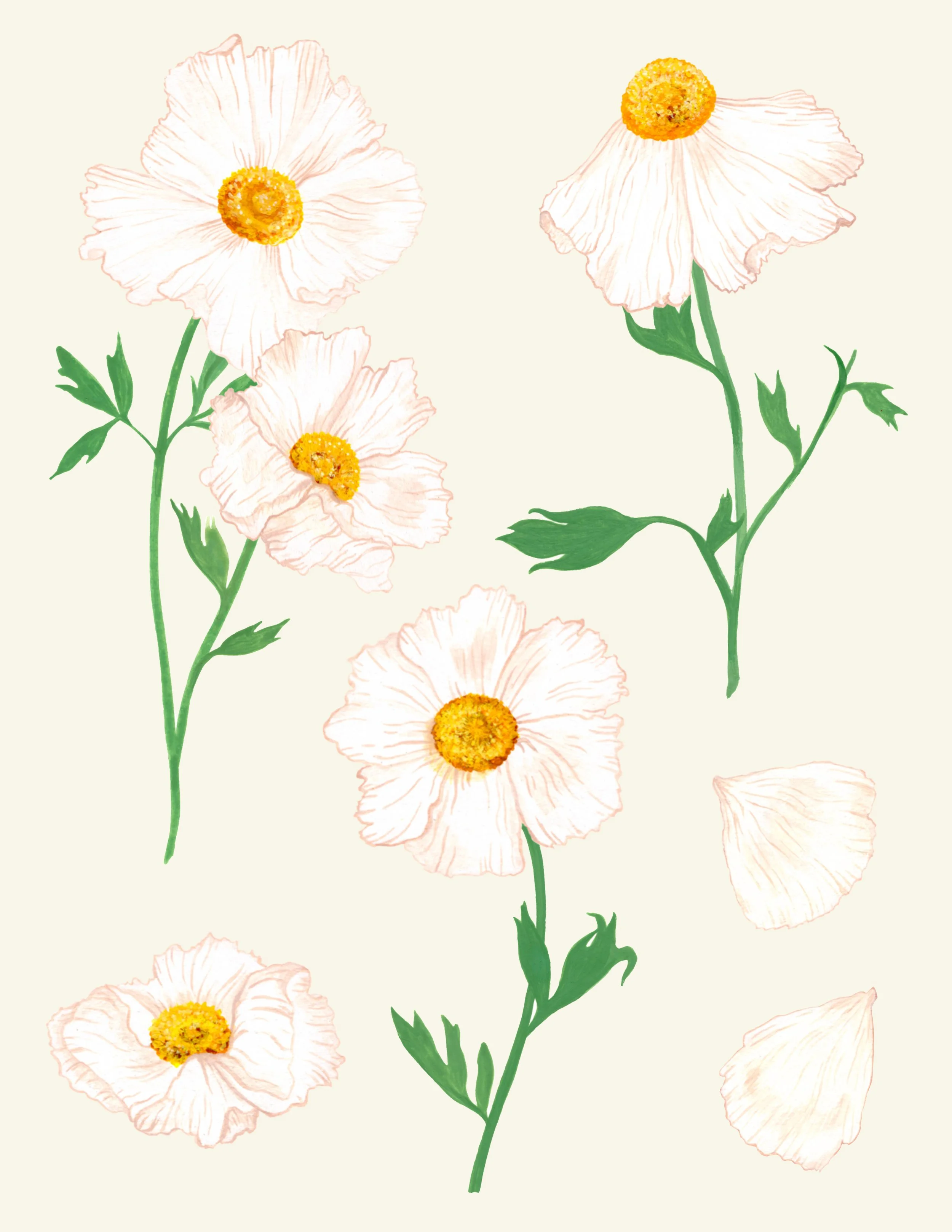 Freija_Matilija Poppies-Recovered.JPG