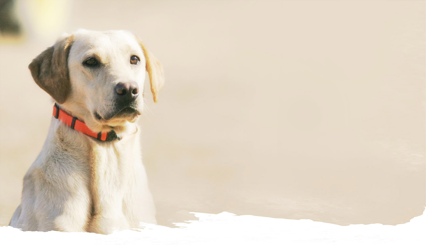 SLK-Home-Compassion-T.jpg