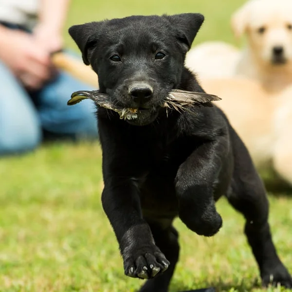 british black lab puppies