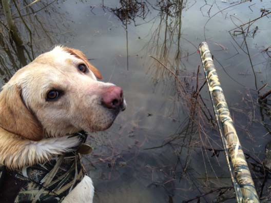 Cane