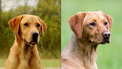 Puppies due from Monte and Penny