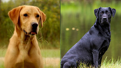 Monte and Apsen Puppies Due Soon!