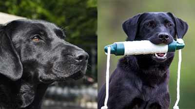 Prince + Eazy Puppies Coming Soon!