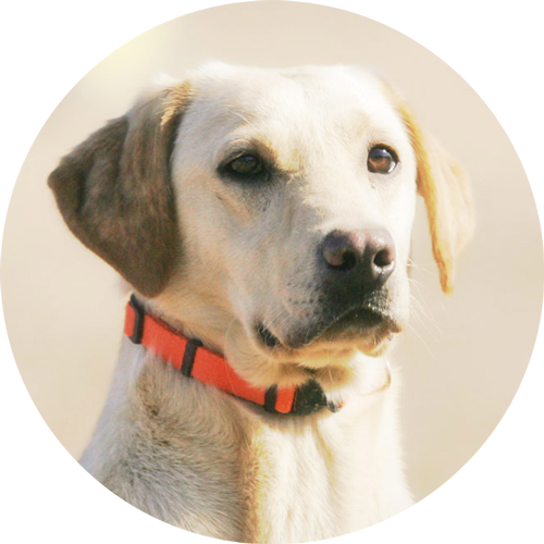 Compassionate Breeding Program