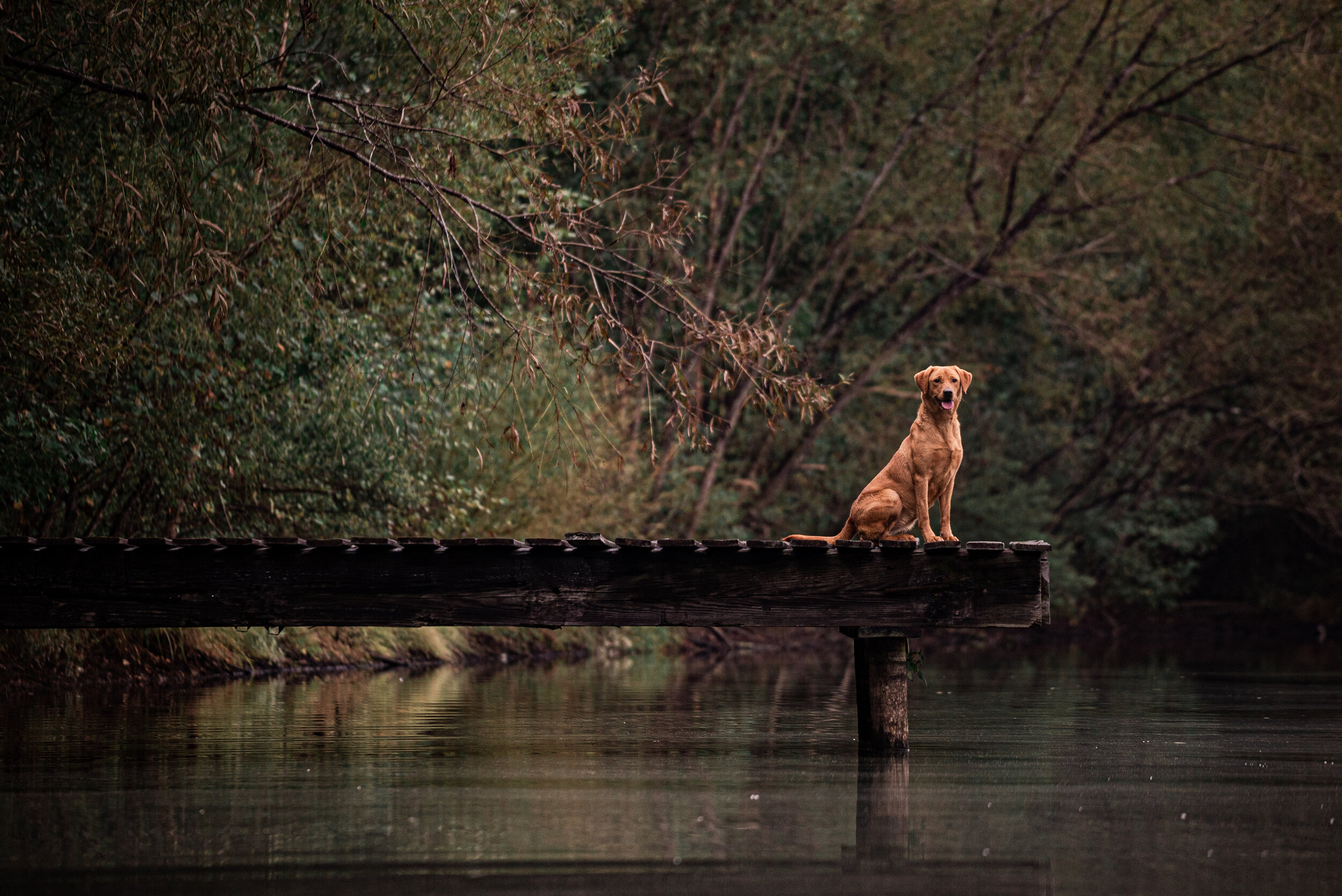 Sporting Life Kennels Folder-11.jpg