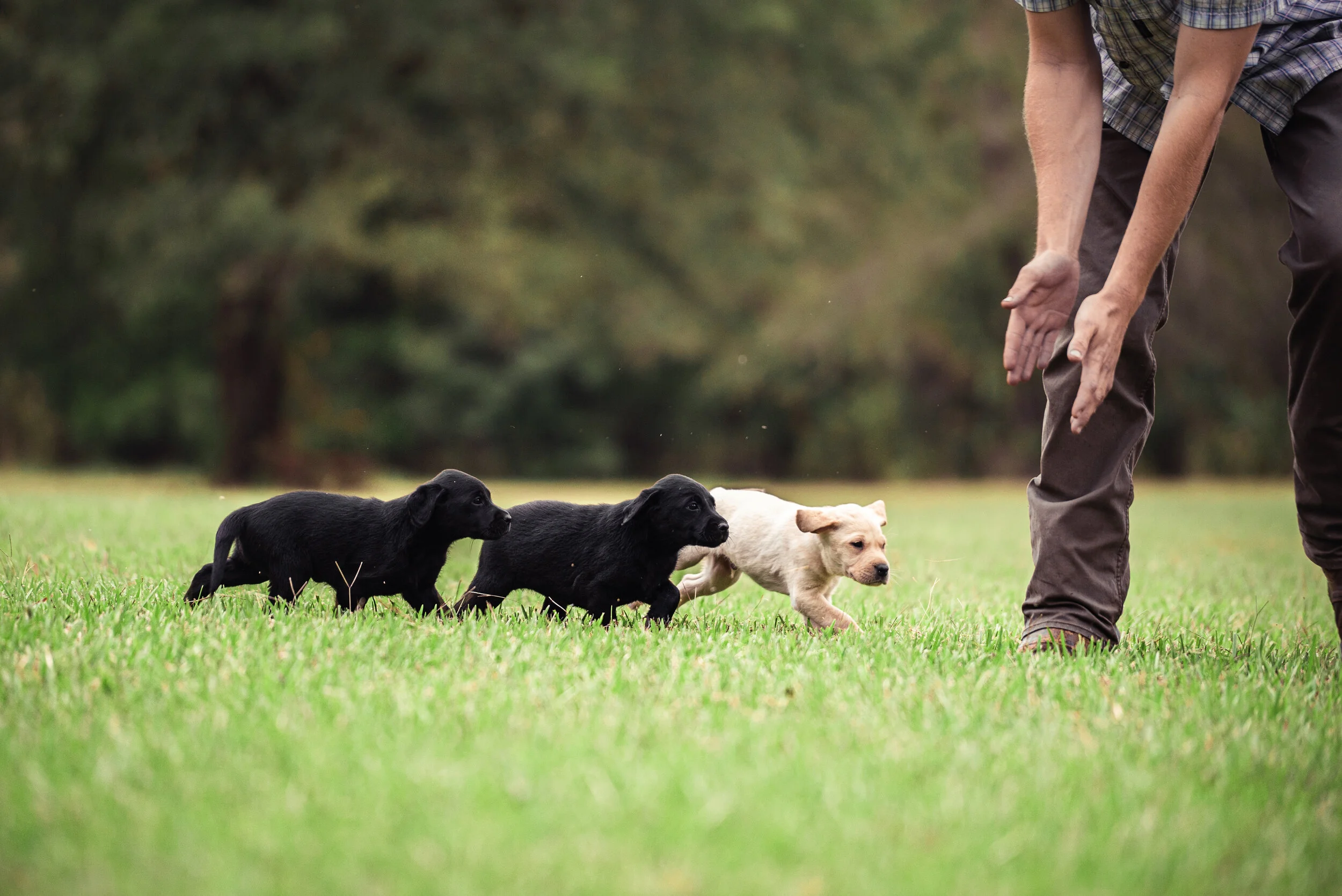 british black lab puppies