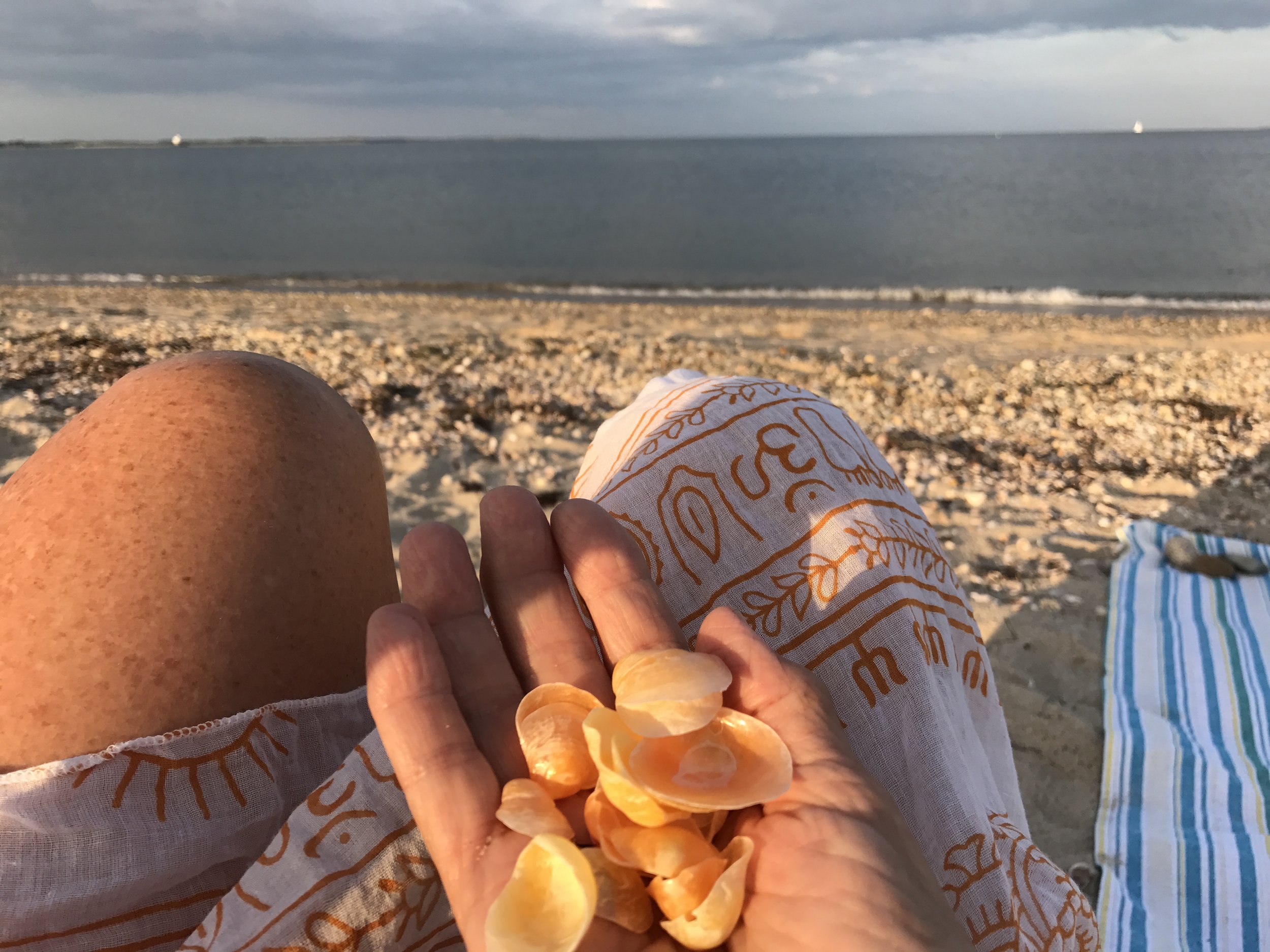 shells on Shleter.jpeg