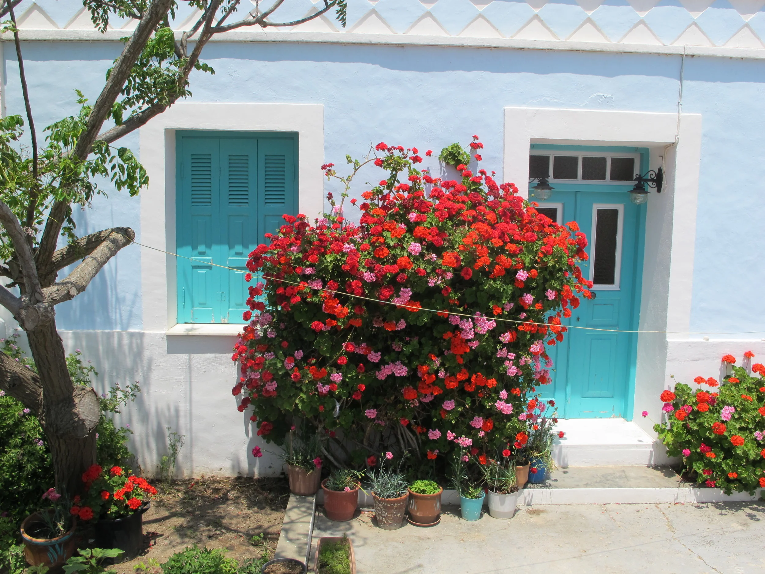 geraniums.jpg