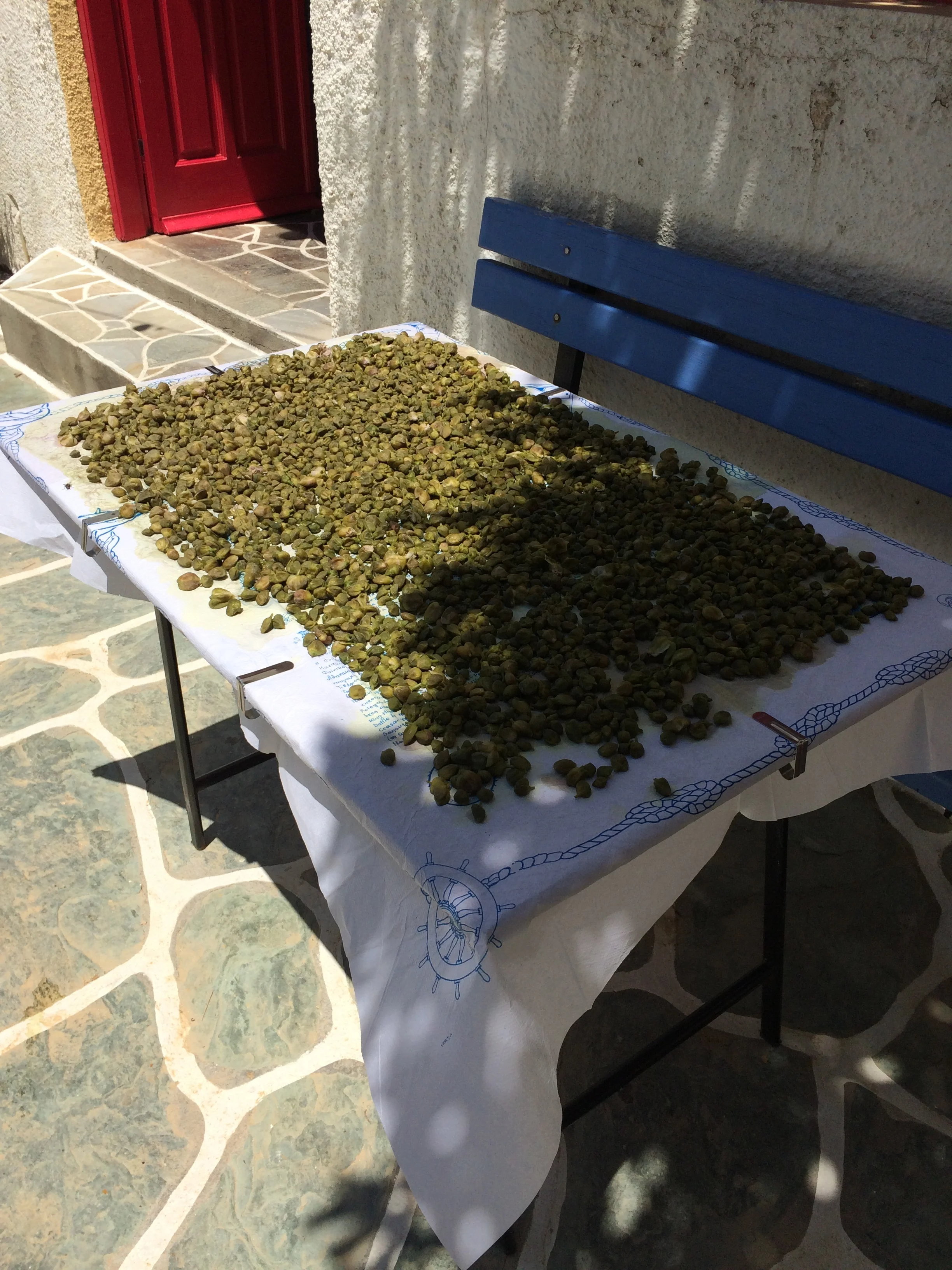 Locally picked caper berries, drying in the sun, used to make dinner in the photo above!