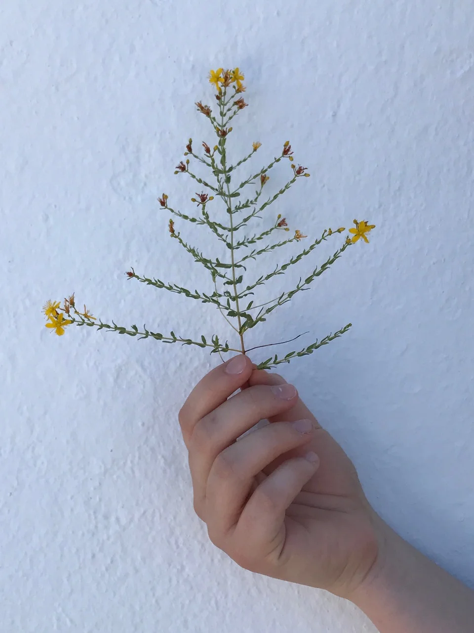 Sophie finds her favorite magical herb, St. John’s Wort – growing wild on the hillsides of Folegandros!