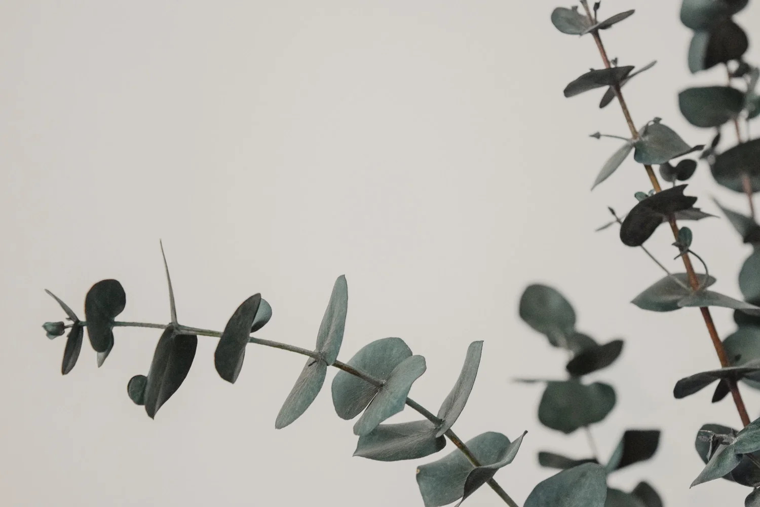 eucalyptus.jpg
