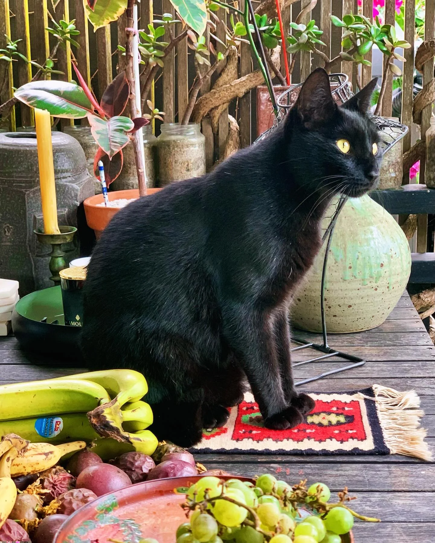 Lazy Sunday in the garden with my third son 🐈&zwj;⬛🍇
#mir&oacute; 
#blackcatsrule
