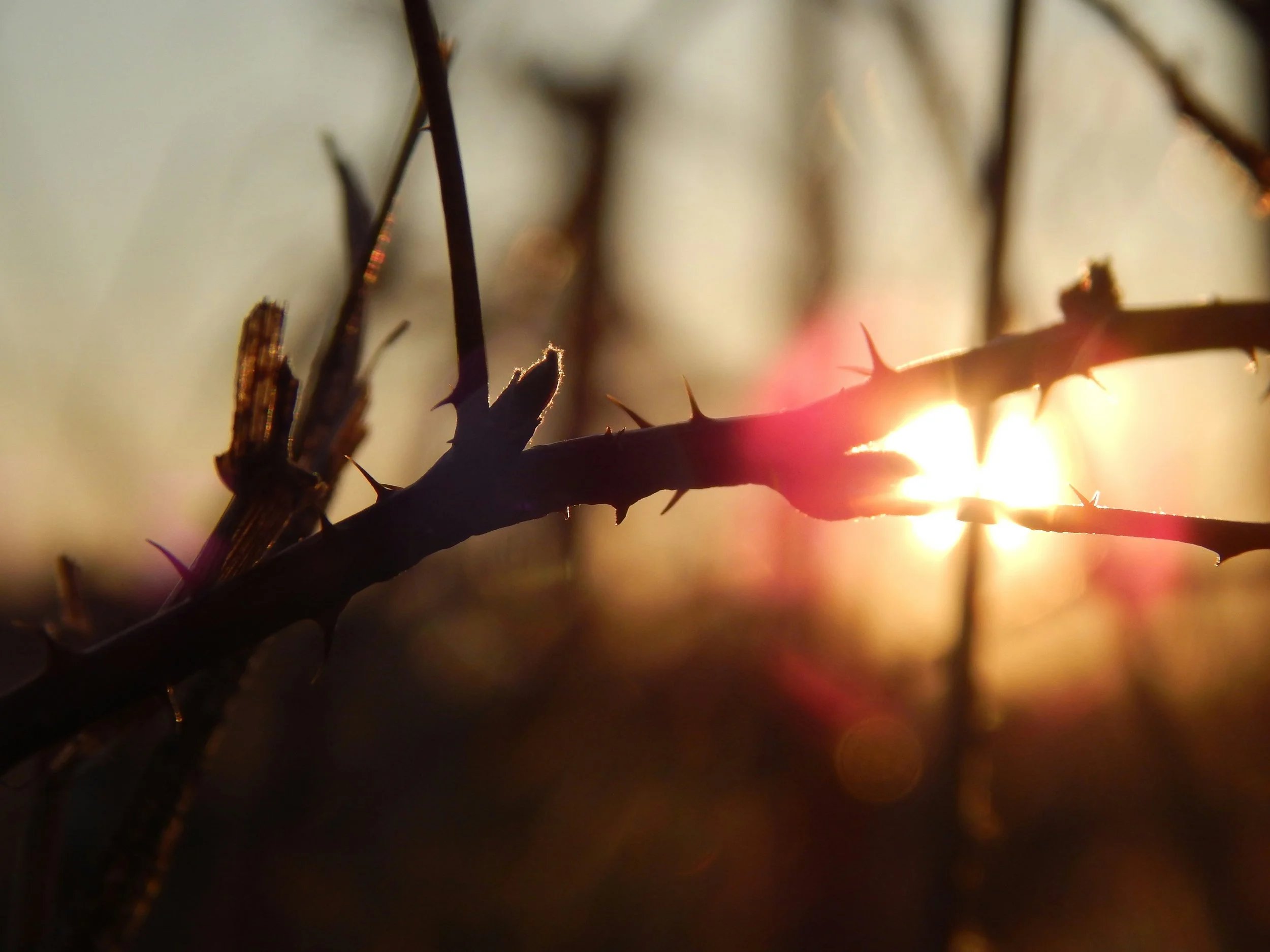 thorns in front of the sun