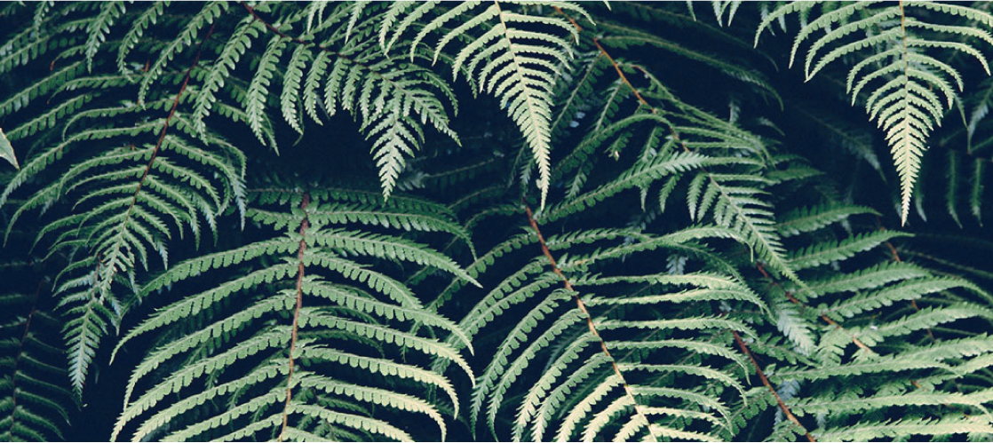 Fern.png