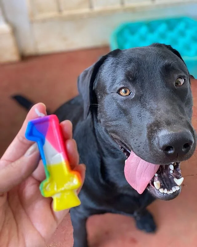 Happy first birthday, Bucky! We can&rsquo;t even remember what it was like before adopting you into our family and we wouldn&rsquo;t change a moment of it. I know you&rsquo;ll never read this but you&rsquo;re such a loyal sweetheart and the epitome o