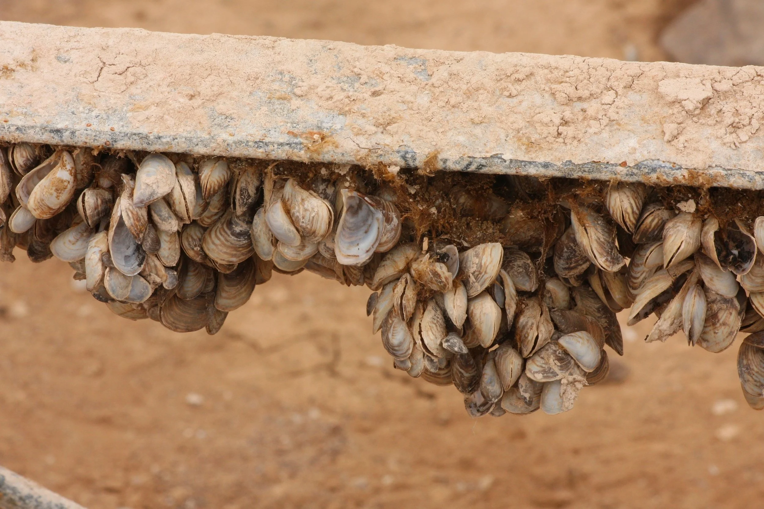 A maginified view of Quagga mussels on a marina support structure now above the waterline. Credit ©: J. N. Stuart via Flickr. 
