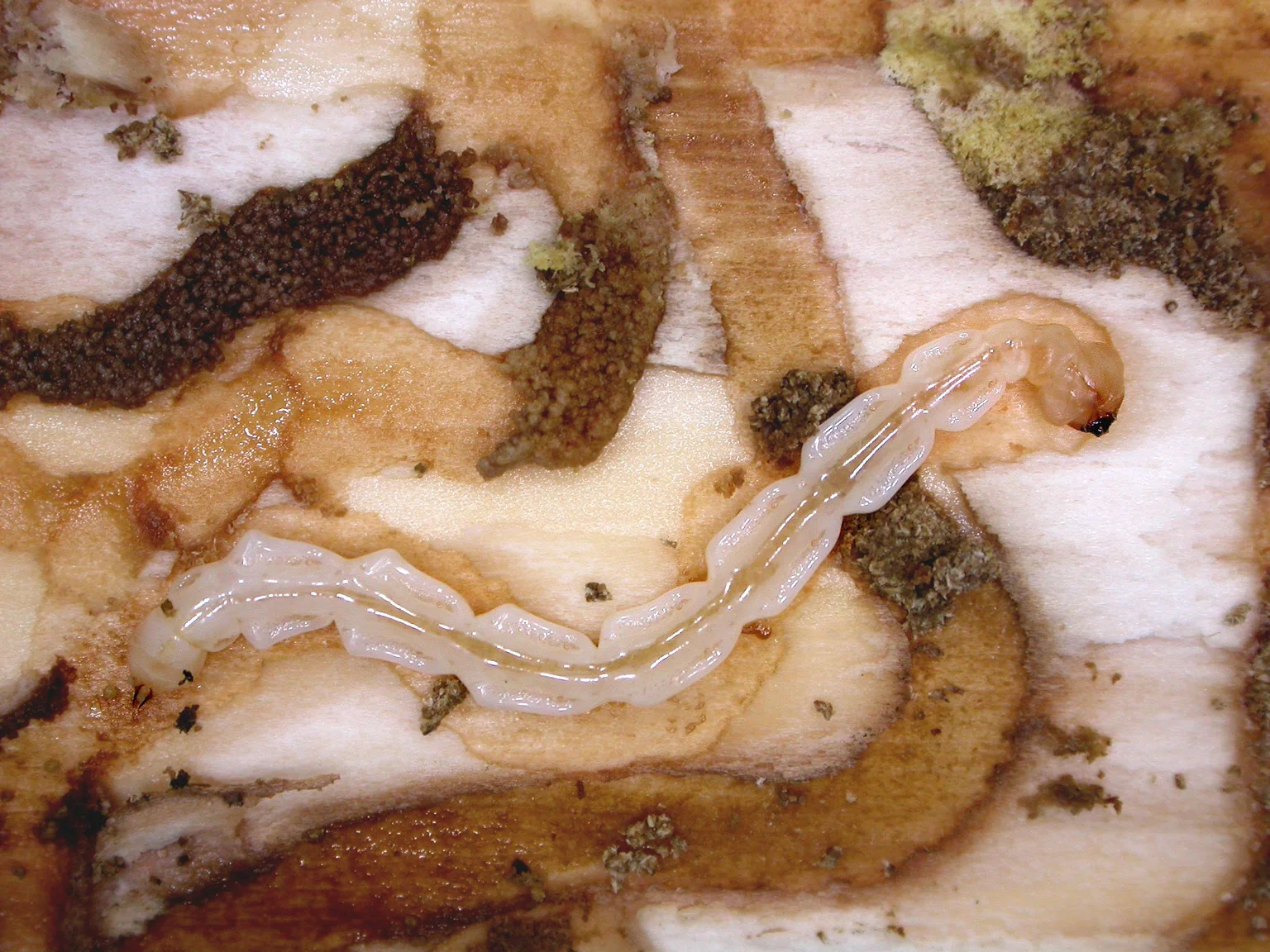 Nearly mature Emerald ash borer larva feeding on cambium, the internal tissue of a tree. Credit: © David Cappaert, bugwood.org