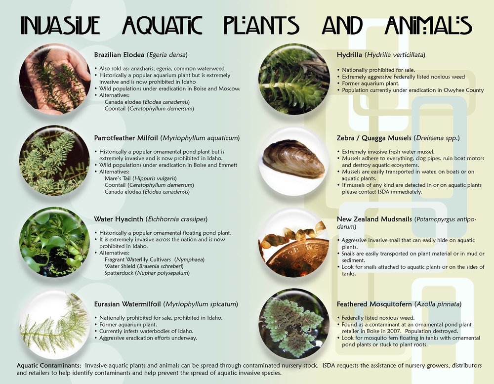 Clean, Drain, Dry — Oregon Invasive Species Council Clean, Drain, Dry — Oregon Invasive Species Council