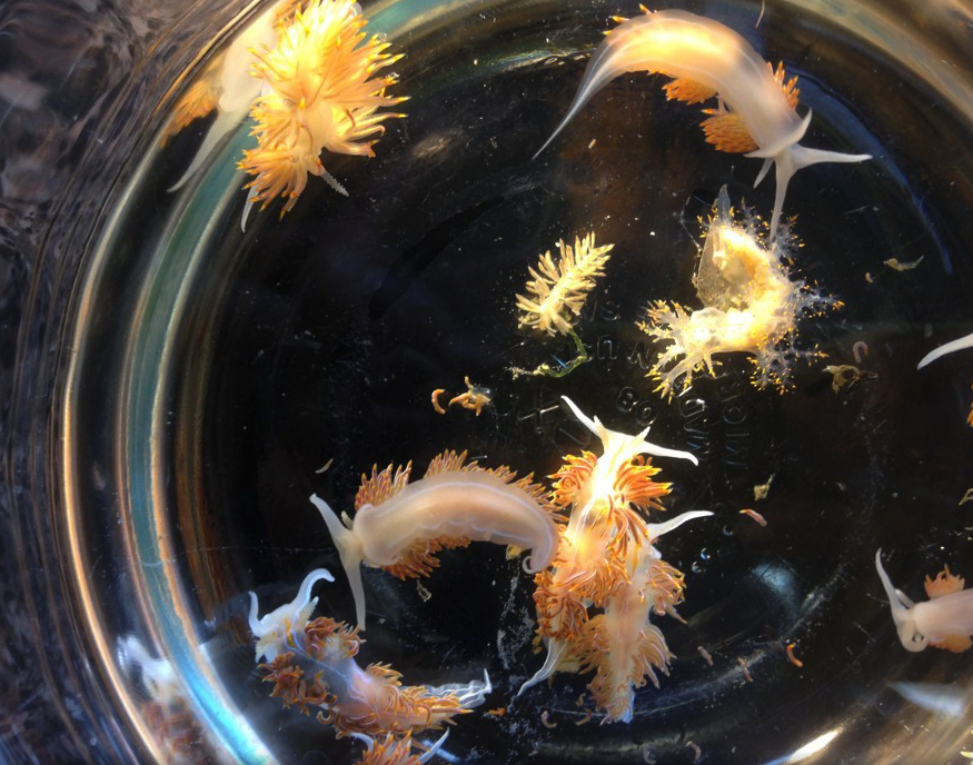 Sea slugs from a Japanese vessel that washed ashore in Oregon in April 2015. Photo by John W. Chapman