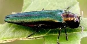 Emerald ash borer (photo by Leah Bauer, US Forest Service)