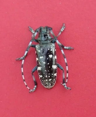 Asian longhorned beetle (photo by Michael Bohne, USDA Forest Service)