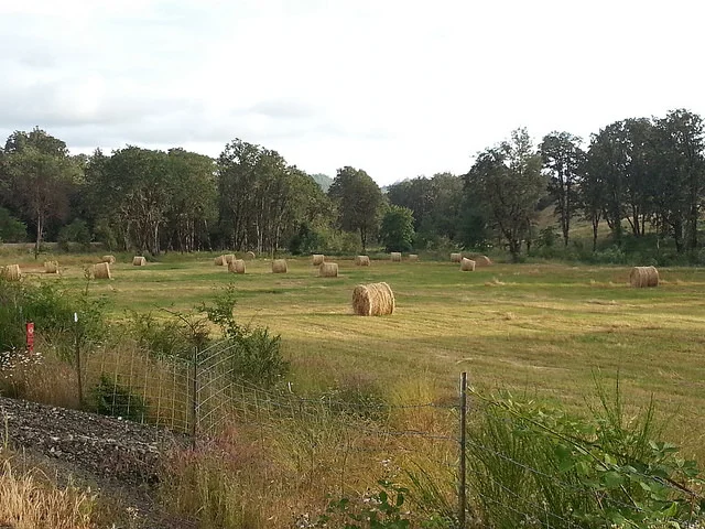 Reclaiming over 100 acres of land from invasives means better grazing for Jeff's cattle and a cheaper hay bill. Courtesy photo by Jeff Baxter.