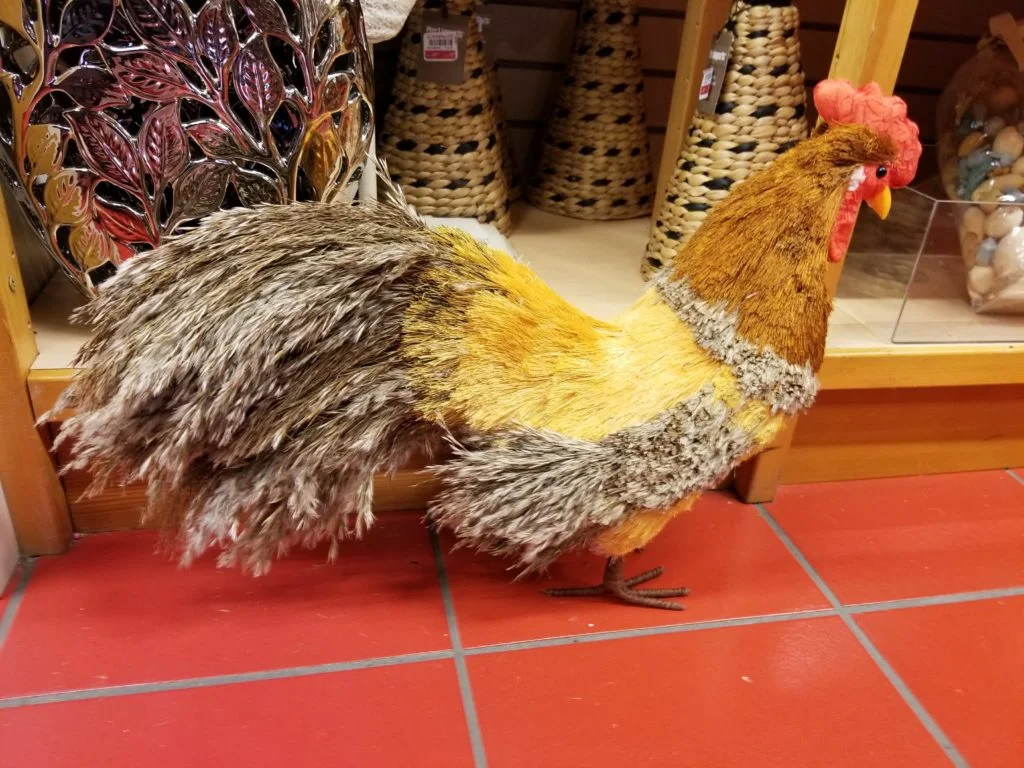 The last European common reed rooster in Clackamas County-- now slated for disposal.
