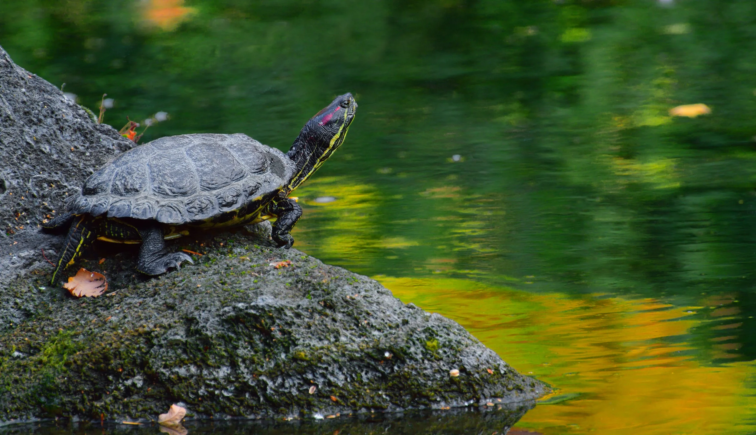The “Red-eared slider” is a common pet turtle native to the Eastern U.S. that has devastating effects to our native turtle populations. Adobe Stock Photo.