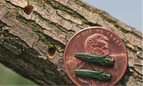 Emerald ash borer are known to leave d-shaped exit holes when exiting through the bark of trees. it is critical that we detect this invasive pest as soon as possible if it enters the state. You can be trained to detect forest pests through the Oregon Forest Pest Detectors Program. Photo: Woodworker’s Journal, 2015