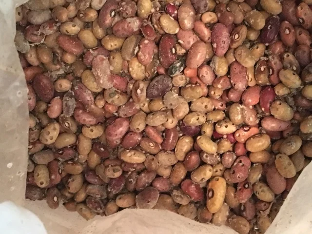 Seed weevils from Tanzania infested a bag of beans (right) and was unknowingly brought into the U.S. Photo from the US Forest Service.