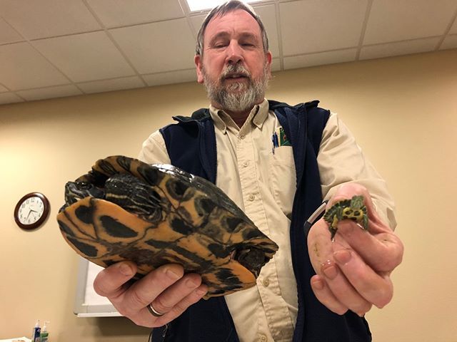 THE OREGON DEPARTMENT OF FISH & WILDLIFE’S (ODFW) INVASIVE SPECIES COORDINATOR, RICK BOATNER, HOLDS UP A BABY RED-EARED SLIDER ON THE RIGHT, AND A FULL-GROWN ADULT ON THE LEFT, TO ILLUSTRATE JUST HOW BIG THESE CUTE and once little TURTLES CAN GET. NOT TO MENTION THE FACT THEY CAN LIVE UP TO 50 YEARS IN CAPTIVITY. PHOTO FROM ODFW.