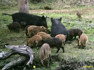 Photo courtesy of Oregon Department of Fish & Wildlife.