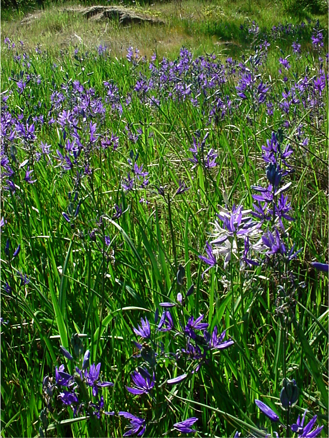 Camas growing in Oregon (Photo by Greg Archuleta, 2018).